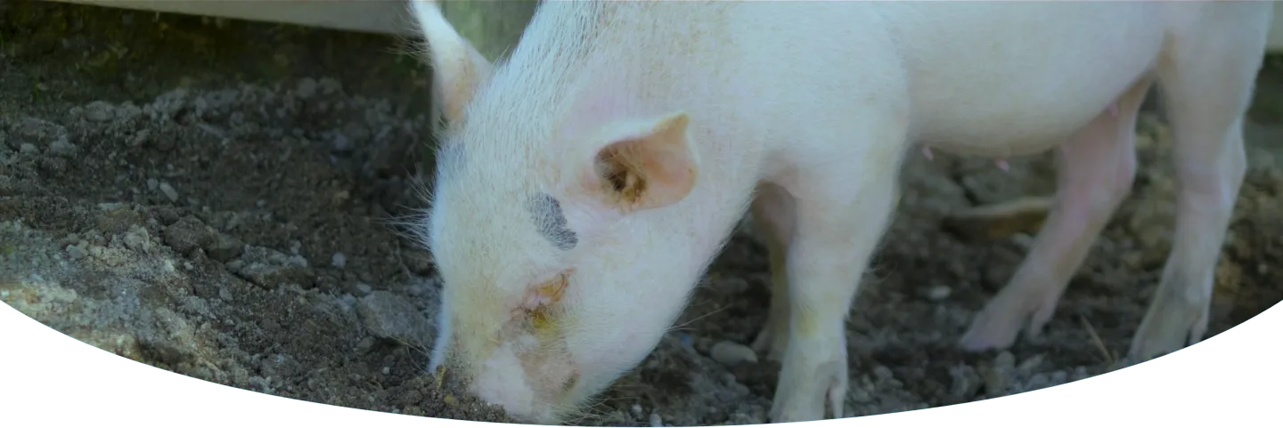 ファーストビュー